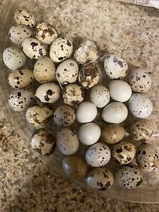 20 couternix mixed with celidon hatching eggs