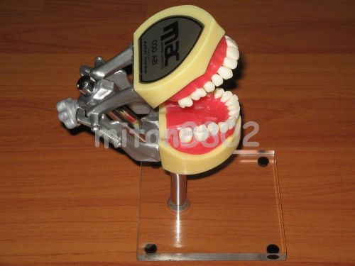 DENTAL  MOUNT POLE TYPODONT DENTOFORM TOOTH  MODEL FLEXIBLE GUM TEACH STUDY