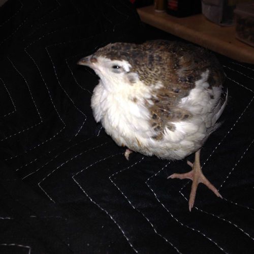 40+ Japanese Coturnix Quail Hatching Eggs