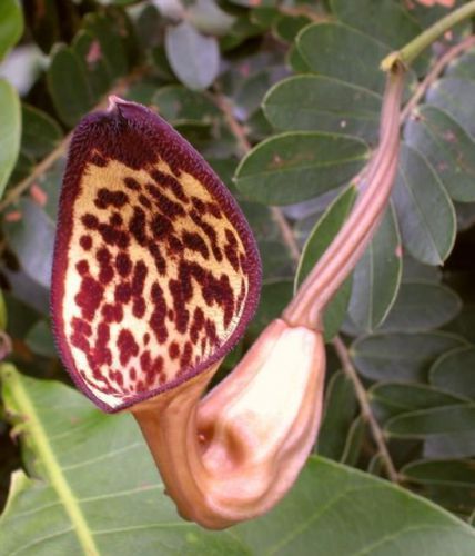 Fresh rare aristolochia &#034;maxima&#034; (dutchman&#039;s pipe)-(10 seeds) wow!, l@@k!!!! for sale