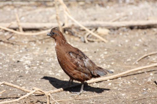 200 Tennessee Red Bobwhite Quail Eggs