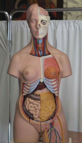 3B Scientific - B32 Deluxe Female Torso