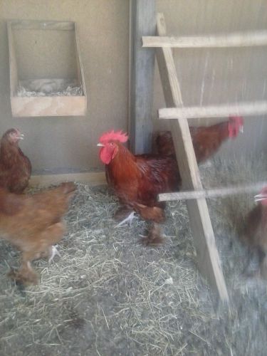 6+ red/white/blue standard cochin hatching eggs