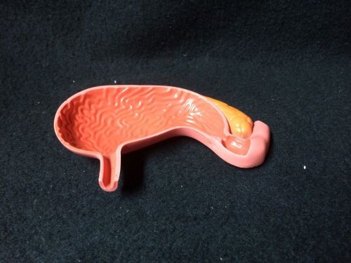 Vintage Mini Plastic Stomach Anatomical Model