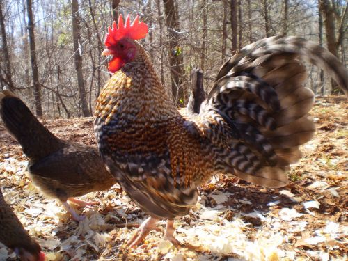 6+ Crele Old English Bantam HATCHING EGGS