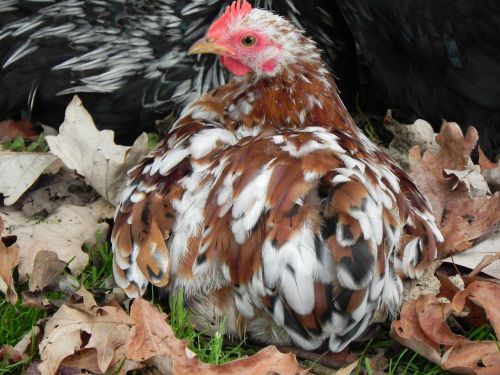 6 + Purebred Mille/Calico Bantam Cochin Hatching Eggs