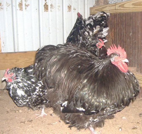 4+ 100% ENGLISH MOTTLED ORPINGTON HATCHING EGGS NPIP