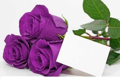 Fresh rare china purple rose (10 seeds) beautiful roses..wow!!!!!! for sale