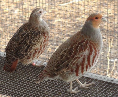 6 Hungarian Partridge hatching eggs Presale