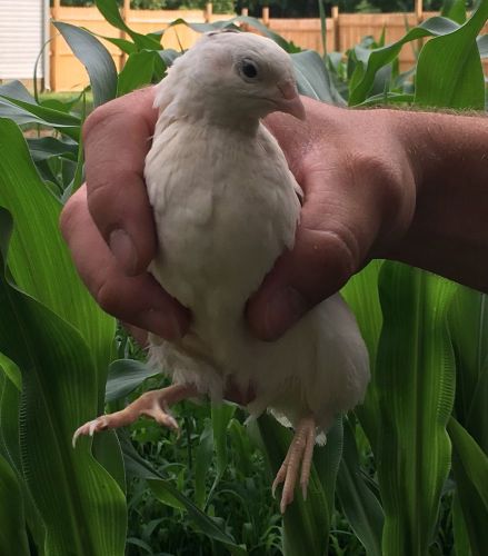 12++ Coturnix Quail Hatching Eggs (24 Hour Listing!)