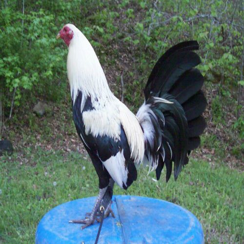 6 Bob Bennett Grey/HatchGrey Gamefowl Hatching Eggs(Mix Batch)