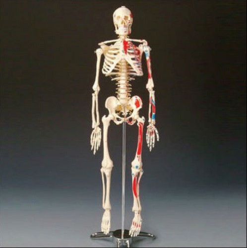 NEW HUMAN BODY ANATOMICAL ANATOMY SKELETON QUALITY MEDICAL MODEL +STAND