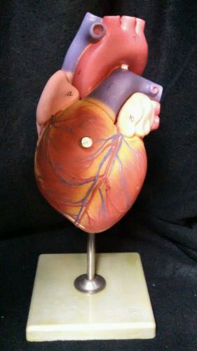 Somso - ms4 giant human heart anatomical model, 2 part (ms 4) for sale