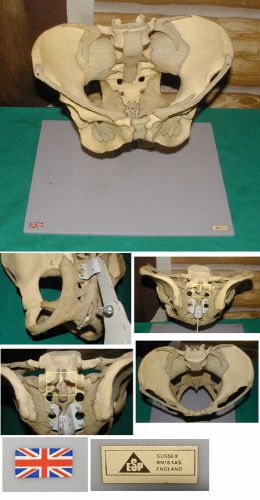 VINTAGE HIP BONE/LOWER SPINE MEDICAL MODEL on STAND training classroom teaching