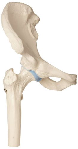 3B Scientific A84 Mini Hip Joint Model, 6.5&#034; x 3.3&#034; x 3.5&#034;