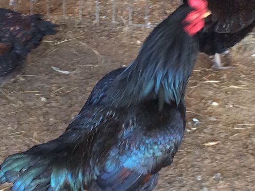 6  Dark Cornish  Standerd  Big Birds Hatching Eggs