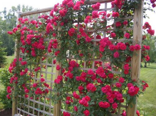 Beautiful premium red climbing rose bush (15 seeds) roses, hardy, l@@k!! for sale