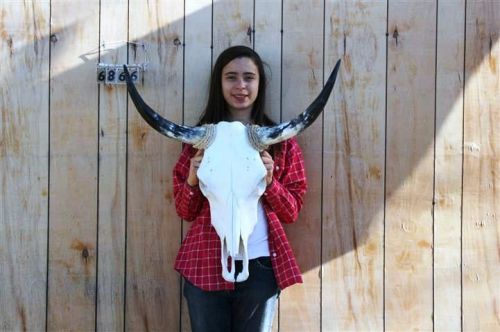 Steer skull long horns 2&#039; 5&#034; cow bull skulls horn h6866 for sale