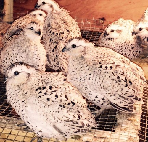 48 SNOWFLAKE BOBWHITE QUAIL EGGS Special Premium Hatching Eggs