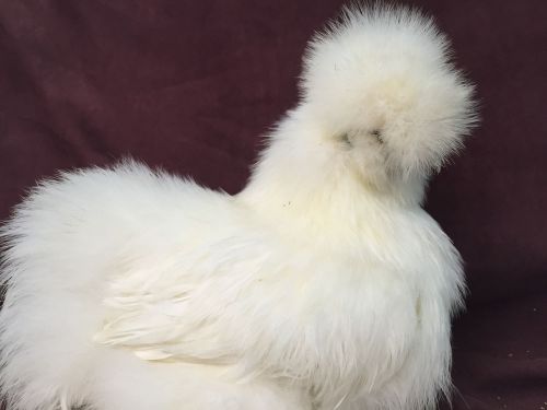 12+ Bearded Silkie Hatching Eggs Assorted Colors &#034;NPIP&#034;