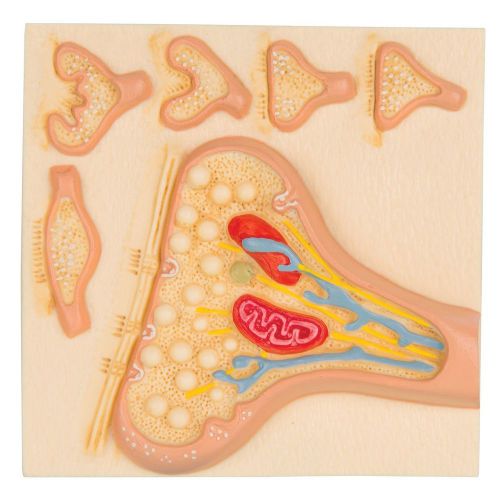 3B Scientific C40/5 Synapse Nervous System Model DD-01