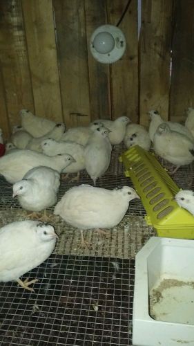 100 + extras  JUMBO Texas A&amp;M Coturnix Quail Hatching Eggs