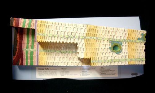 Somso BoS 21 Anatomical Structure of Pine-Wood Plant Morphology Model Botany