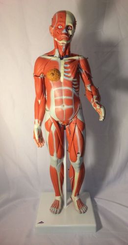 3B Scientific 1/2 Life-Size Complete Female Muscular Figure, 21 part