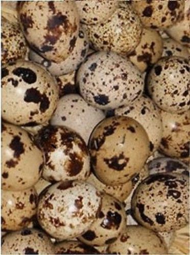 24+ white cortunix quail hatching eggs (japanese/pharoh) with heat pack