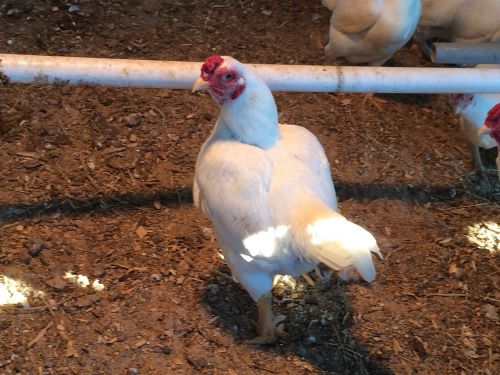 10++  White Cornish  Bantam Hatching Eggs