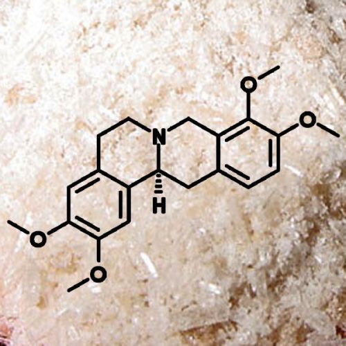 10g Levo-Tetrahydropalmatine 98% (Corydalis Yanhusuo Isolate) L-THP