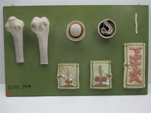 Vintage SOMSO Medical Anatomical Wall Display Quality West German Bone Model