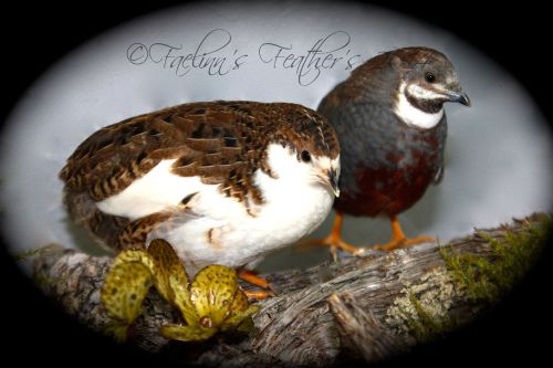 Button Quail Eggs 12 + 6 extras