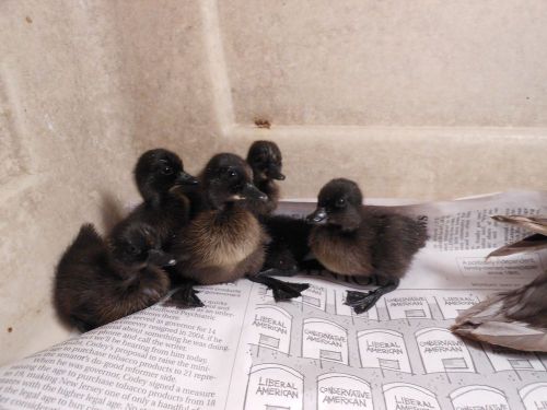 Call duck eggs and  black east india .for  hatching. 12++ for sale