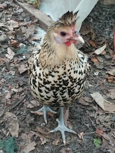 6+ Rare Cream Appenzeller Spitzhauben Hatching Eggs!!!