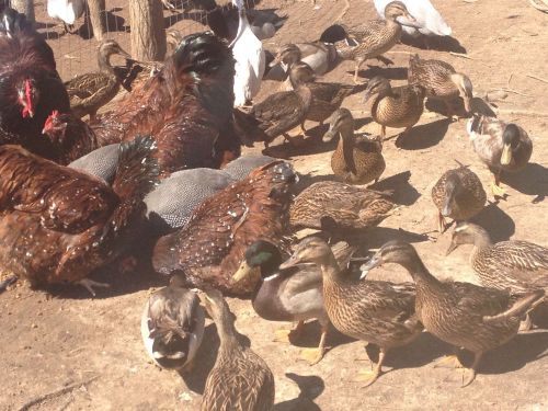 10 + Flying Mallard Duck Hatching