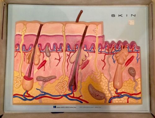 Hubbard Scientific - Vintage 3D Visual Aid Human Skin Anatomical Model