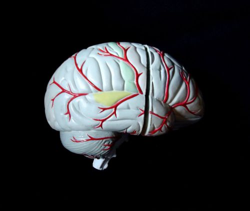 4 Part Human Brain Model Life Size , Heavy Duty Anatomical Model