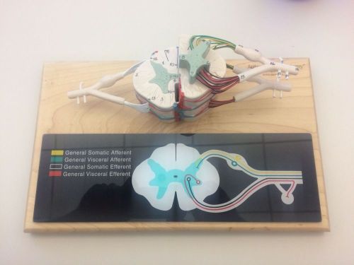 SPINAL CORD ANATOMY MODEL-DENOYER GEPPERT CO.