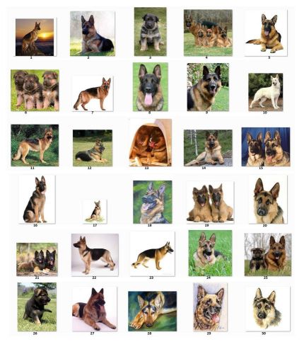 30 Square Stickers Envelope Seals Favor Tag German Shepherds Buy3 get1 free (g1)