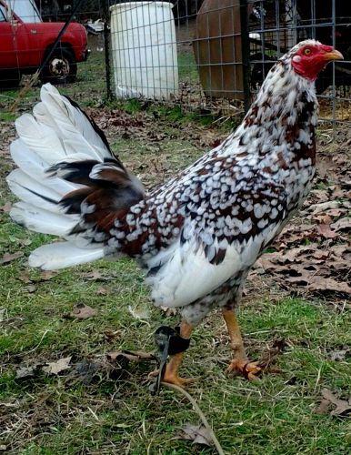 6+ Pure Spangled Hennie Gamefowl Hatching Eggs Presale