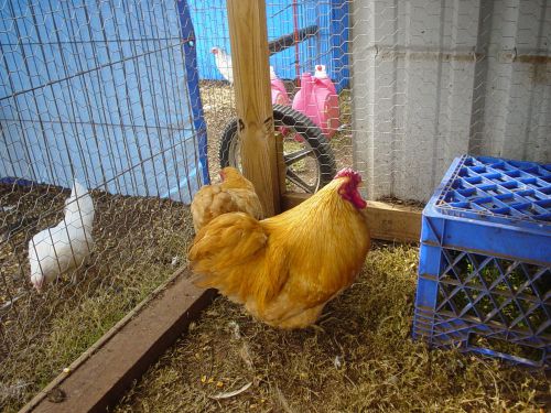 (10+) Assorted Bantam Wyandotte hatching eggs