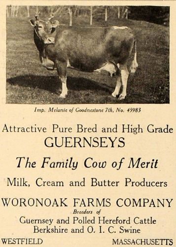 1919 ad guernsey cow woronoak farms company westfield - original advertising cl4 for sale