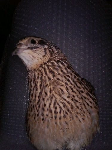 50  JUMBO  Coturnix Hatching Eggs. Healthy GIANT spoiled  breeders.