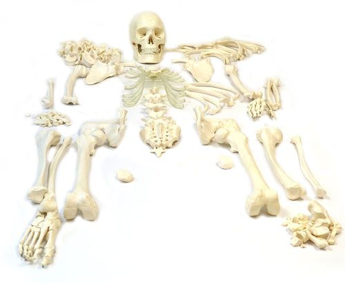 Disarticulated human skeleton, full, medical quality, life sized (62 model hei for sale