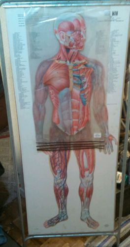 VINTAGE 1965 ERNEST BECK &#034;THIN MAN&#034; ANATOMICAL CHART 52&#034;x22&#034;