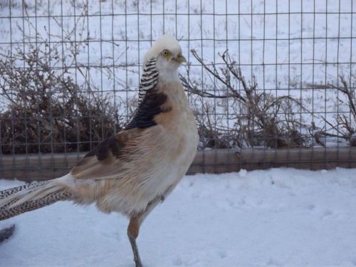 Presale, 6 Silver Golden Pheasant Hatching Eggs, quail, duck, NPIP flock