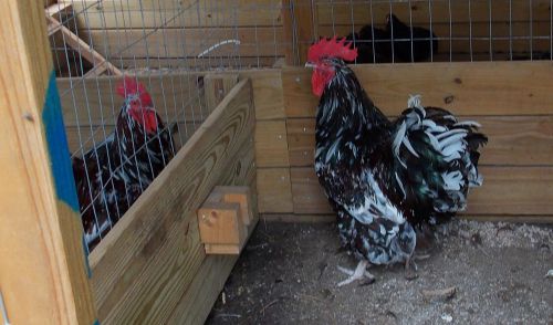 7+ Combo Pack Hatching eggs Jubilee Orpington etc. NPIP Ga.