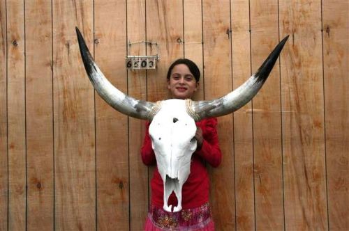 STEER SKULL AND 3&#039; 3&#034; LONG HORNS COW LONGHORNS H6503