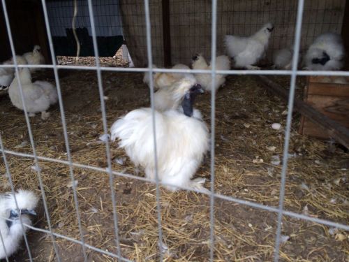 Silkie Show Girls White ,10+ Hatching Eggs